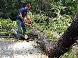 How Our Tree Care Process Works  in  South Milwaukee, WI