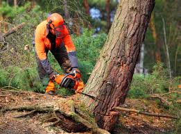 Best Tree Preservation Services  in South Milwaukee, WI