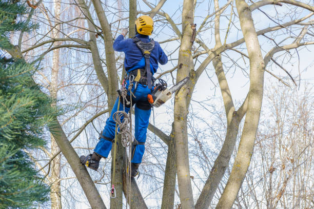 Leaf Removal