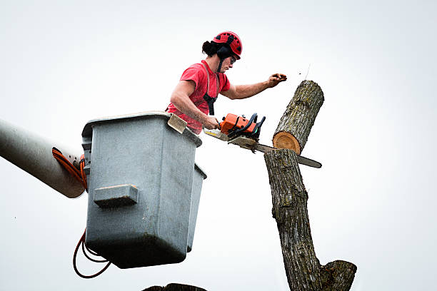 Best Emergency Tree Removal  in South Milwaukee, WI