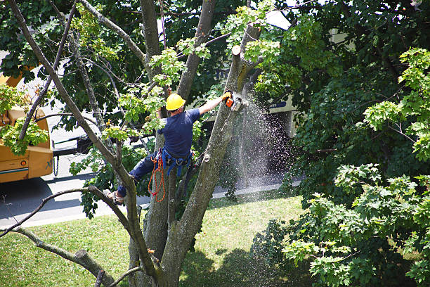 Best Storm Damage Tree Cleanup  in South Milwaukee, WI